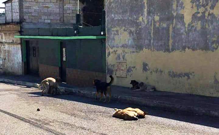 Diez perros fueron encontrados muertos en la colonia Santa Marta zona 5 de Mixco. (Foto Prensa Libre: Facebook)