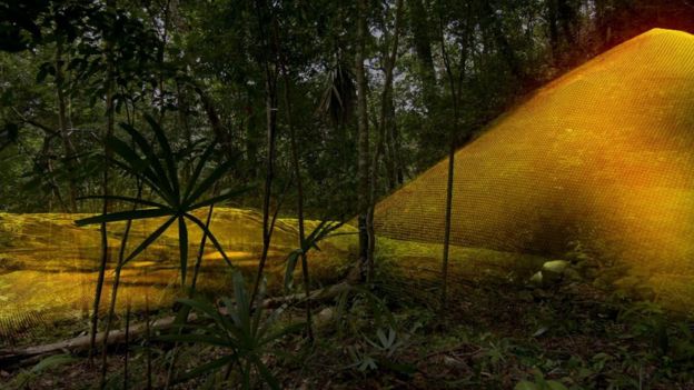 Los investigadores retiraron digitalmente el dosel forestal y la tecnología LiDAR reveló una pirámide de siete pisos que no había sido descubierta. Foto: Wild Blue Media/Channel 4/National Geographic