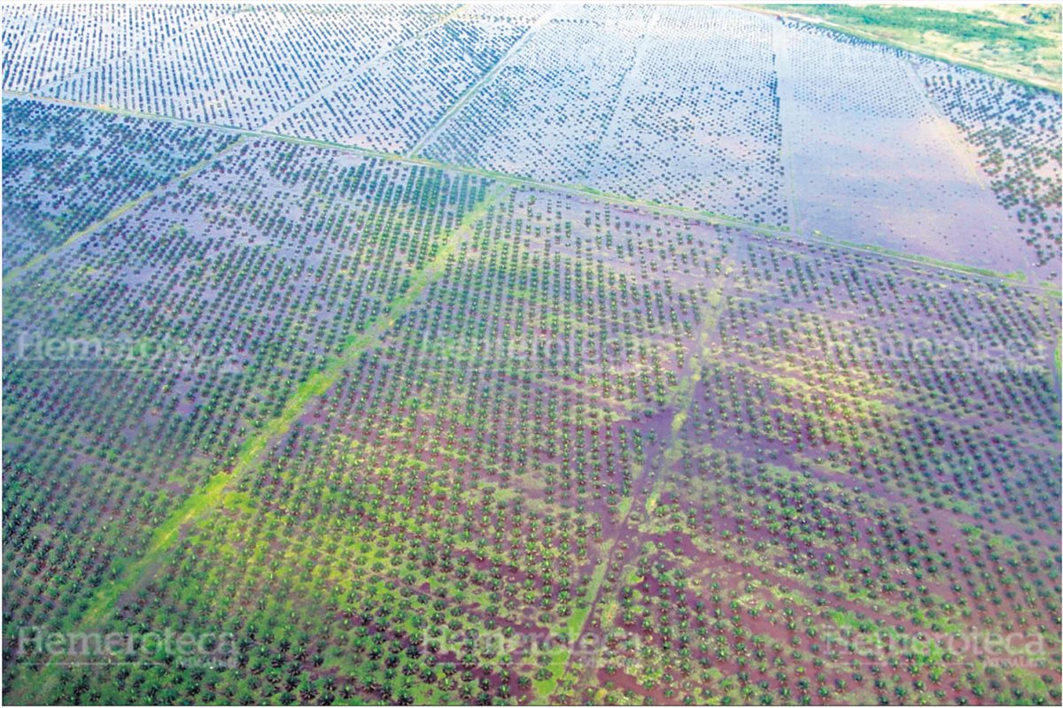 La UE prohibirá la importación de productos que causan deforestación, como el cacao, el café o la soya, y esto dicen los exportadores