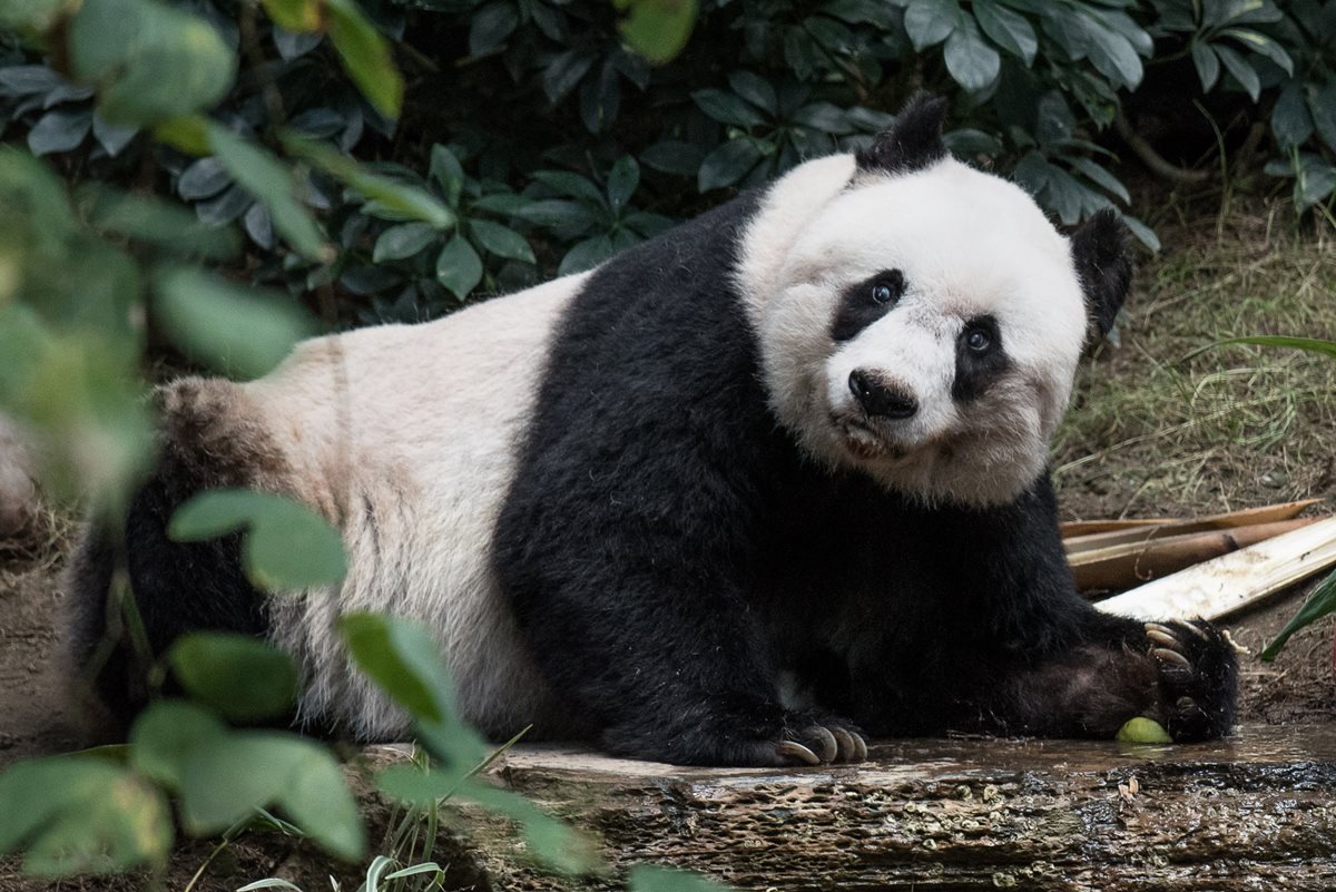 Fallece panda gigante "Jia Jia" en zoológico de Hong Kong. (Foto Prensa Libre: AFP)
