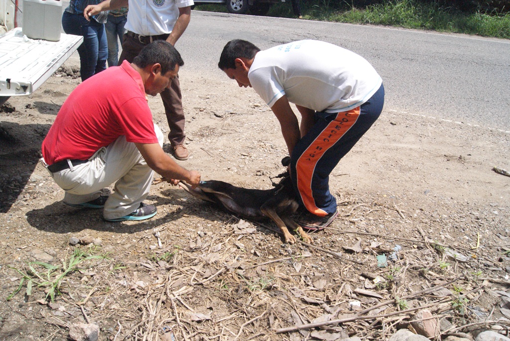 Personal de Salud vacuna a un perro en la aldea Santa Elena, en la cabecera de Chiquimula. (Foto Prensa Libre: Edwin Paxtor)