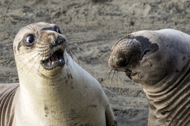 ¿Qué estará pensando esta foca? El autor de esta foto que recibió una mención especial es George Cathcart. Fue tomada en San Simeon, California, EE.UU. Foto: George Cathcart.