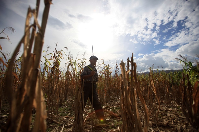 En el Valle del Polochic se perdió el 50 por ciento de la cosecha de maíz, por efectos de la falta de lluvia y la larga canícula en el 2015. (Foto: Hemeroteca PL)