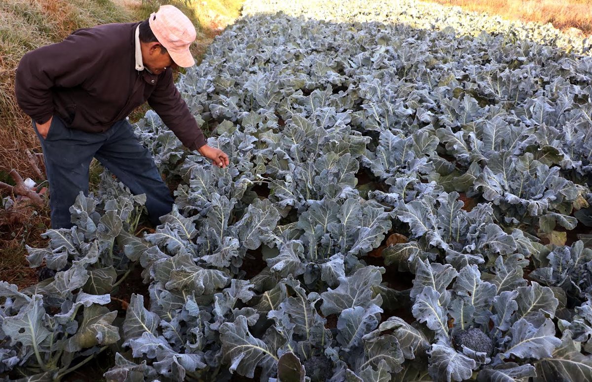Un agricultor de Quetzaltenango muestra daños en cultivos, debido a bajas temperaturas. (Foto HemerotecaPL: Carlos Ventura)