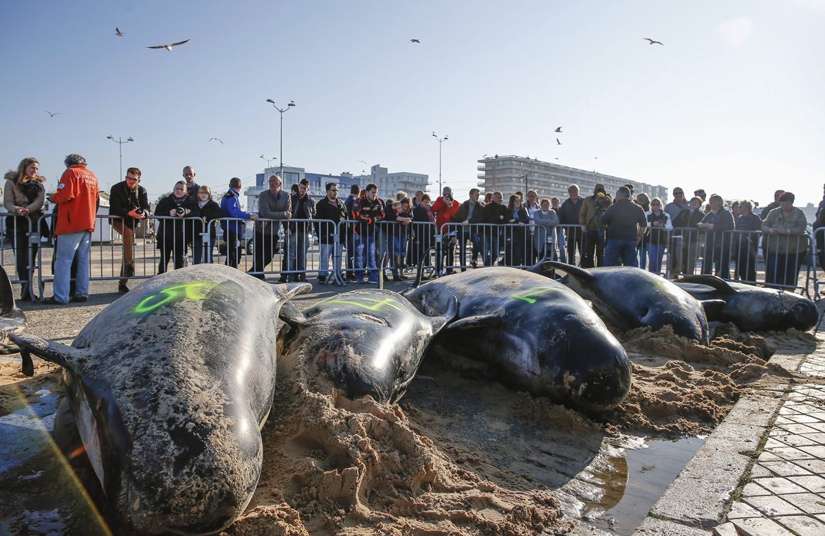 El grupo de 10 ballenas encalló este lunes en la playa de Calais, Francia.(Foto Prensa Libre: EFE).