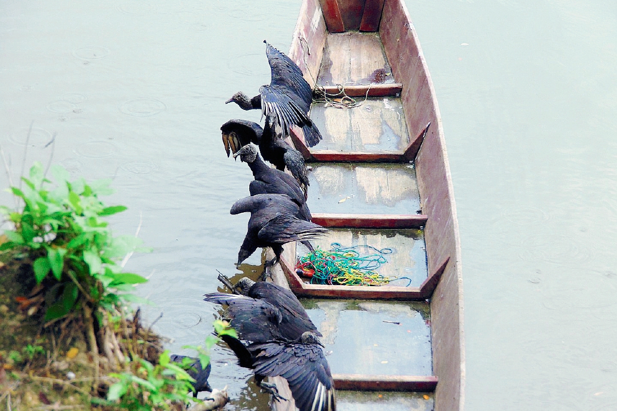 Aves de  rapiña comen peces muertos en el río La Pasión, en Sayaxché, Petén. (Foto HemerotecaPL)
