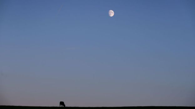 ¿Podría afectar el brillo excesivo de una "luna" creada por el hombre al ciclo vital de los animales? GETTY IMAGES
