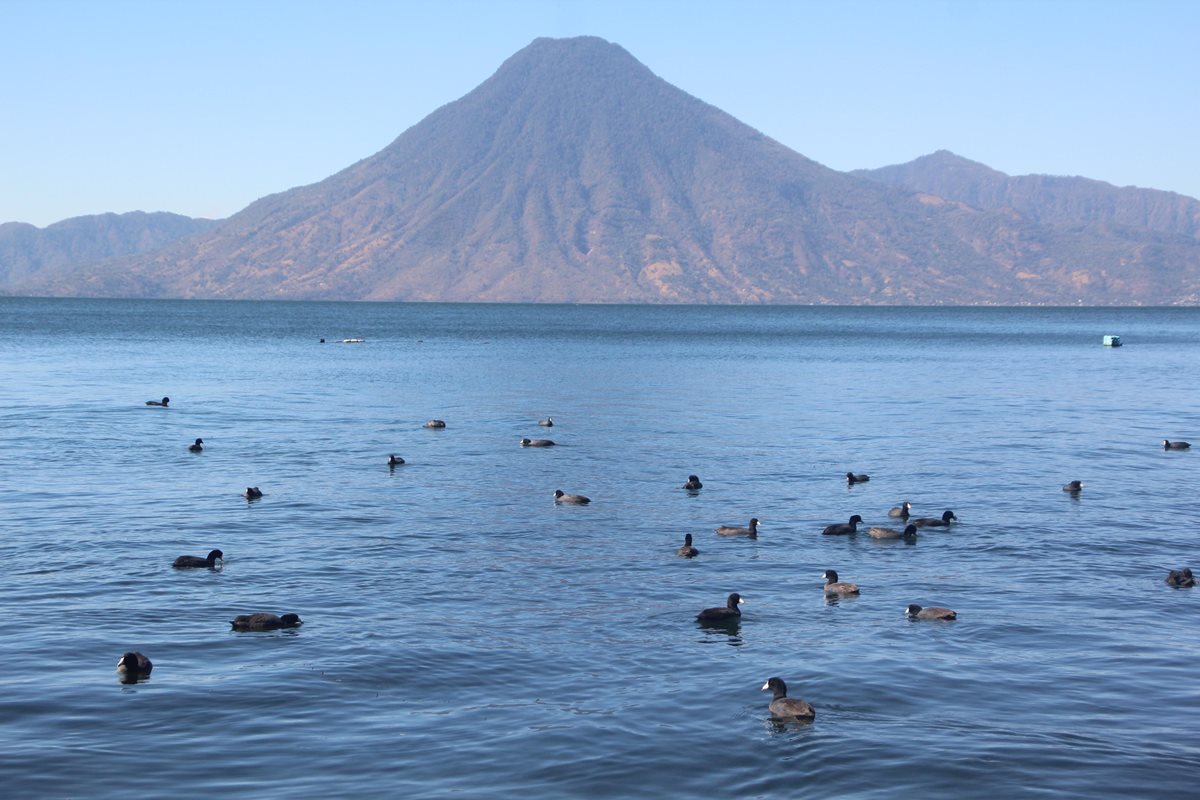 El pato gallareta corre riesgo de desaparecer del Lago de Atitlán, Sololá. (Foto Prensa Libre: Ángel Julajuj)