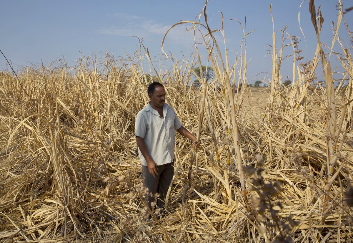 Un agricultor inspecciona su cosecha de caña de azúcar detruida por la sequía. (Foto Prensa Libre:AP).
