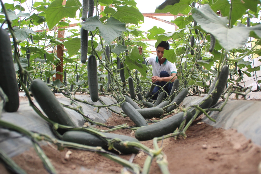 Áxel Bulux Cano muestra el sembradío de pepinos. (Foto Prensa Libre: Mike Castillo)