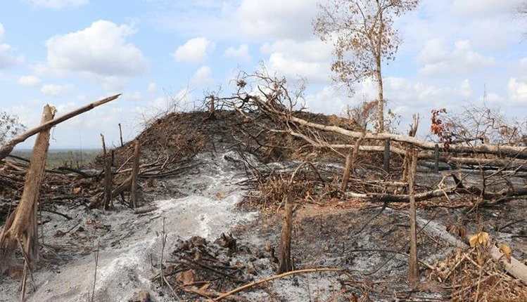 Área protegida en Petén quedó destruida por un incendio forestal. (Foto Prensa Libre: Hemeroteca PL)