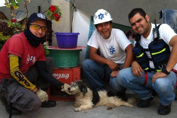 Larita se encontraba con hipotermia y deshidratación. (Foto Prensa Libre: Pet Rescue Guatemala)