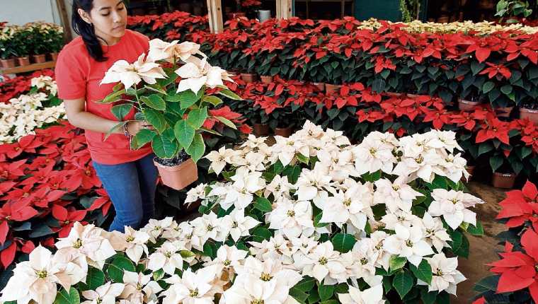 productoras de pascua navideña destinan la mayor parte de las flores al mercado local.