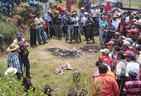 Pobladores de una comunidad de Momostenango, Totonicapán, observan el cadáver de uno de los tres perros salvajes que se supone mataron a más de 30 ovejas. (Édgar Domínguez)