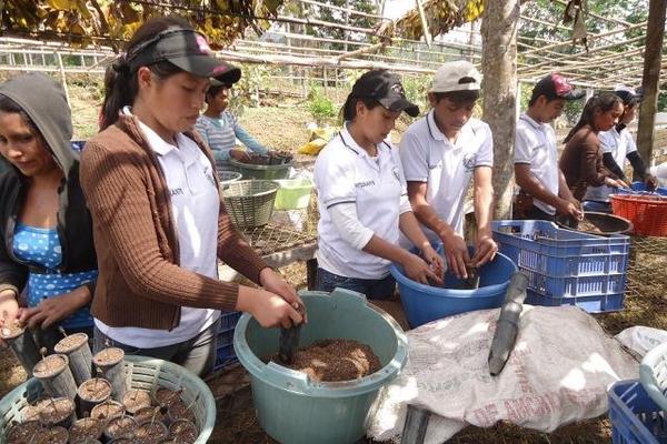 Estudiantes de caficultura trabajan  una  práctica  de campo  en finca Las Nubes, en  San Francisco Zapotitlán, Suchitepéquez. (Foto Prensa Libre: Édgar Girón)