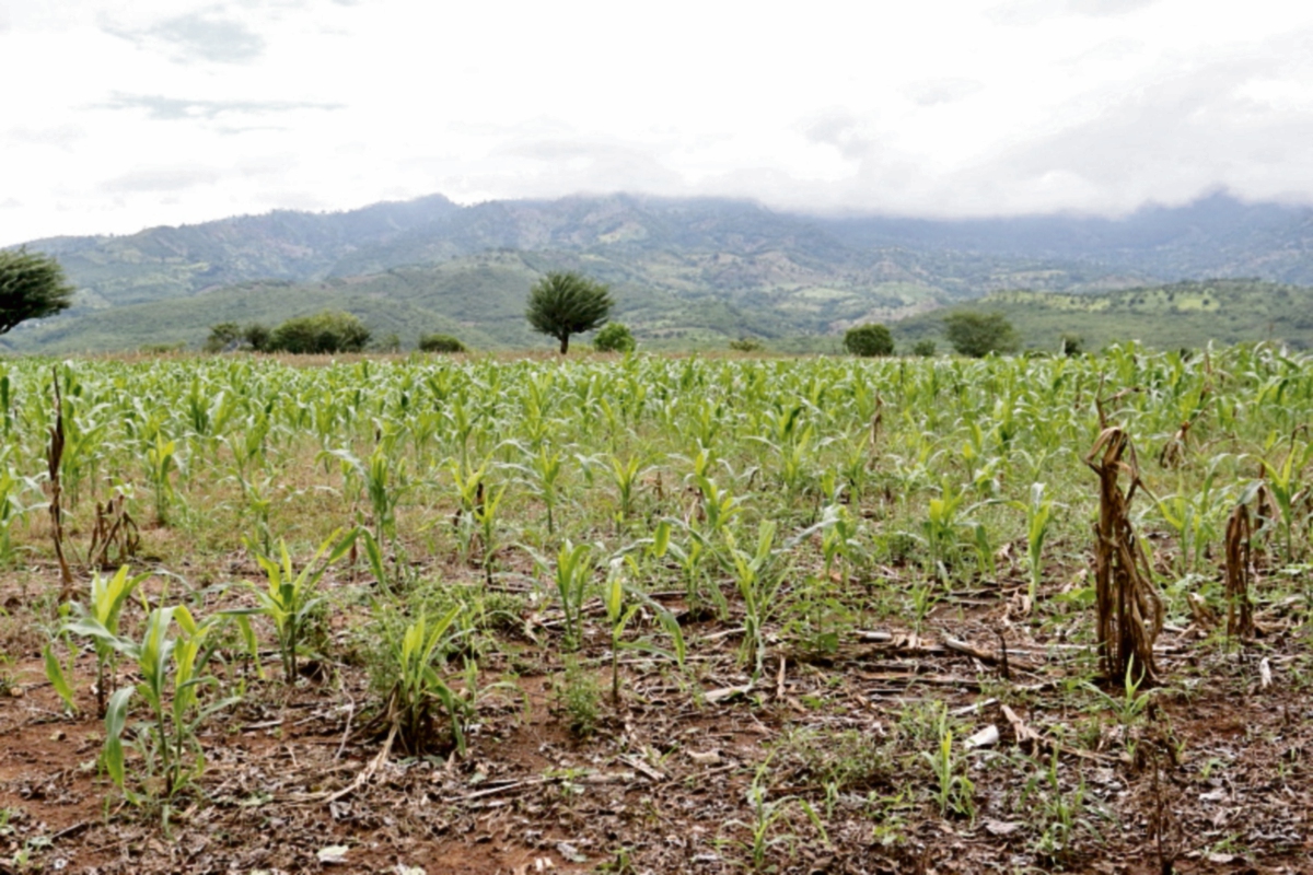 Campesinos de Chiquimula creen que este es el momento oportuno para aplicar fertilizante, pues la tierra está mojada.