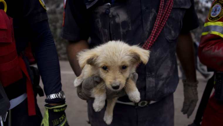 Cachorro rescatado por los cuerpos de socorro en San Miguel Los Lotes, Escuintla, lugar que resultó más afectado por la erupción del Volcán de Fuego. (Foto Prensa Libre, AFP).