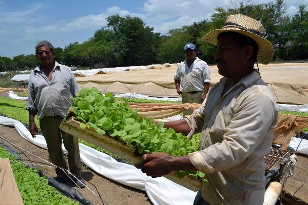 Agricultores de El Jícaro muestran producto que  podría perderse  si no se soluciona el problema de riego.