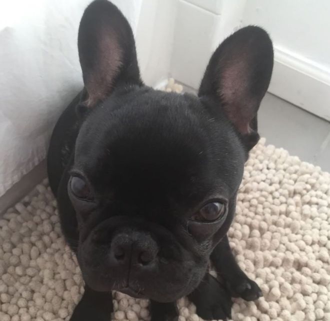 "¡Kokito, Kokito, despierta!", dijo la dueña de 11 años del perro sobre lo que exclamó su madre mientras lloraba tras el aterrizaje. INSTAGRAM/ KOKITO_THE_SAVAGE