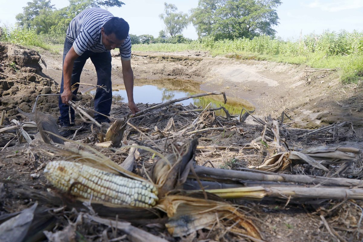 Miguel Ángel Velásquez perdió el 70 por ciento de sus cultivos. (Foto Prensa Libre: Rolando Miranda).