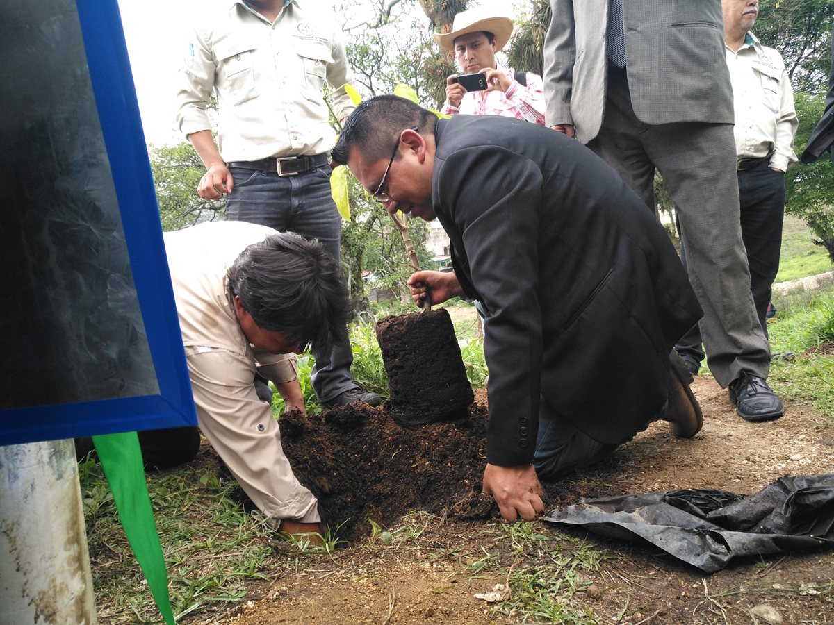 Gaspar Chumil, alcalde de San Andrés Semetabaj, siembra un árbol de Hormigo. (Foto Prensa Libre: Ángel Julajuj)