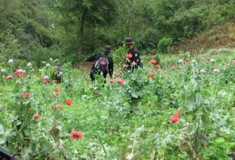 Policías erradican sembradíos de amapola en una montaña. (Foto Prensa Libre: PNC)