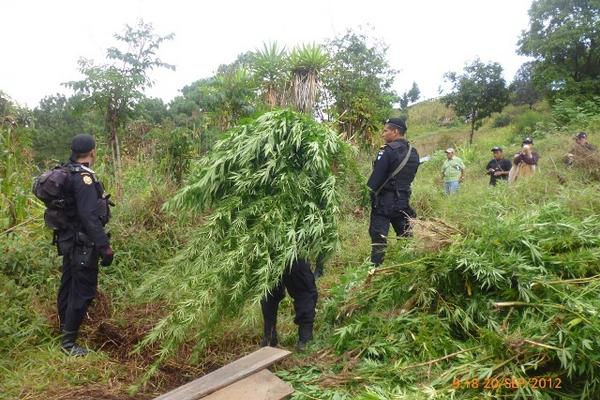 Según el informe policial, las matas de marihuana fueron incineradas. (Foto Prensa Libre: Édgar Leonel Domínguez)