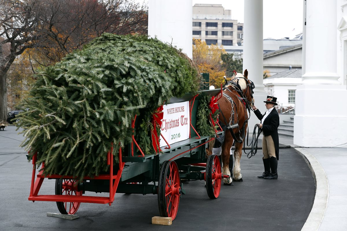 El enorme árbol de Navidad llega a la Casa Blanca de EE. UU. (Foto Prensa Libre: AP).
