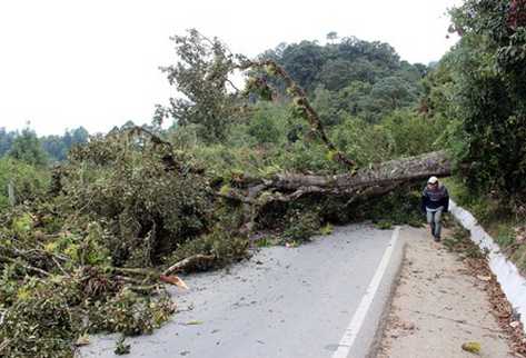 Árboles bloquean ruta a Mataquescuintla, Jalapa (Foto Prensa Libre: Hugo Oliva).