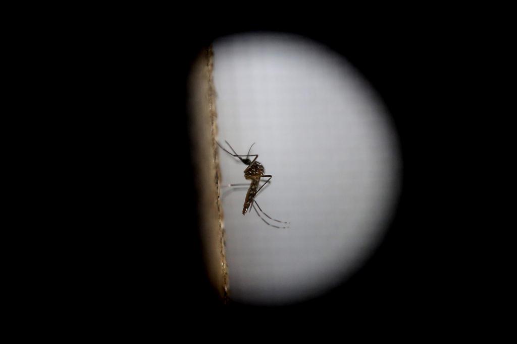 La OMC declaró alerta mundial ante el virus del zika. (Foto Prensa Libre: EFE)