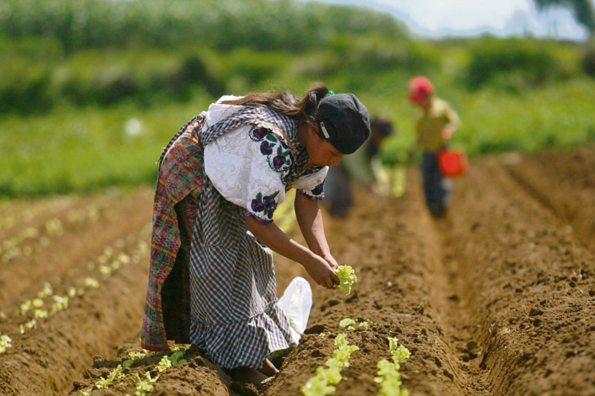 Pequeños agricultores necesitan apoyo gubernamental para fomentar el desarrollo de cultivos de consumo propio o local. (.FOTO PRENSA LIBRE: MARIO LINARES)