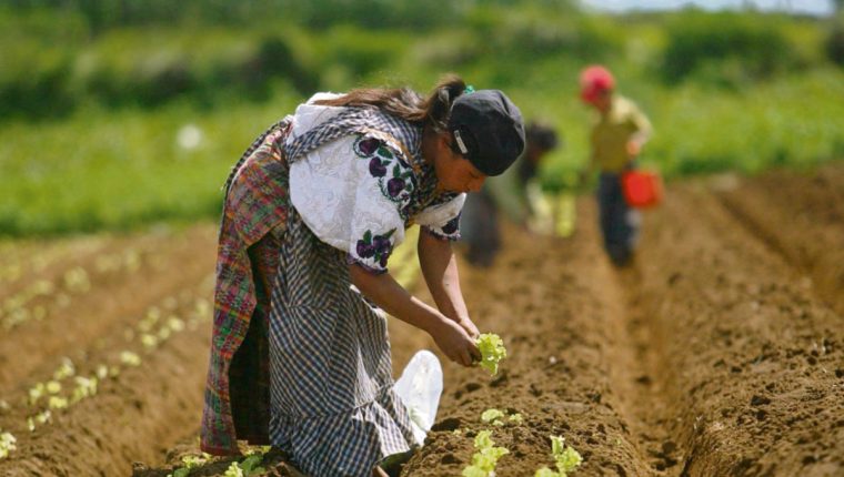 Estudio propone fomentar agricultura local – Prensa Libre