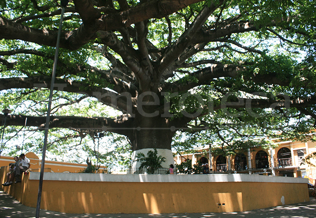 Ceiba que se encuentra en el municipio de Palín, Escuintla. (Foto: Hemeroteca PL)