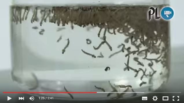 La larva del zancudo Aedes aegypti se reproduce en recipientes con agua estancada. (Foto Prensa Libre: Hemeroteca PL).