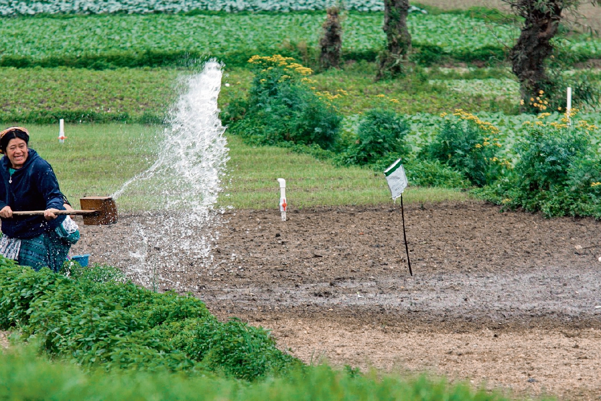 Agricultores de Almolonga riegan sus cultivos hasta dos veces al día, pues en la mayor parte de esa región hay nacimientos de agua que evitan problemas durante canículas o sequías.