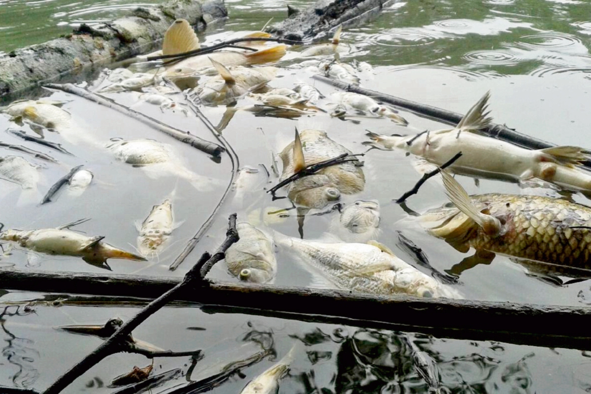 En un sector del río La Pasión, en Sayaxché, Petén, se puede observar gran cantidad de peces muertos, por contaminación. (Foto Prensa Libre: Eduardo Sam)