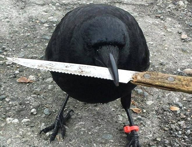 Canuck es conocido por sus ataques y llegó incluso a robar un cuchillo de la escena de un crimen. (Foto Prensa Libre: The Crow And I /Facebook)