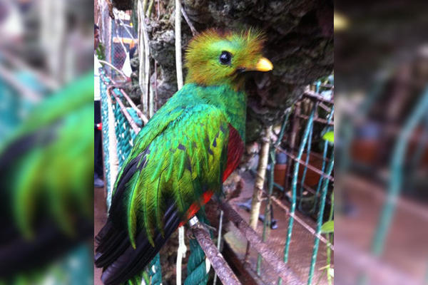 Un Quetzal habita en el aviario "El Nido" en México. (Foto Prensa Libre: Facebook)