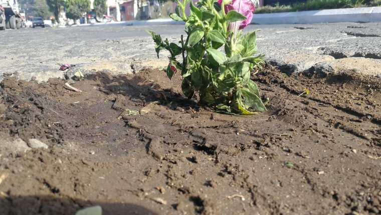 Siembran flores en los agujeros de la 6a. calle, zona 3 de Xela, como un mensaje al Concejo, para que repare las calles del sector. (Foto Prensa Libre: Fred Rivera)
