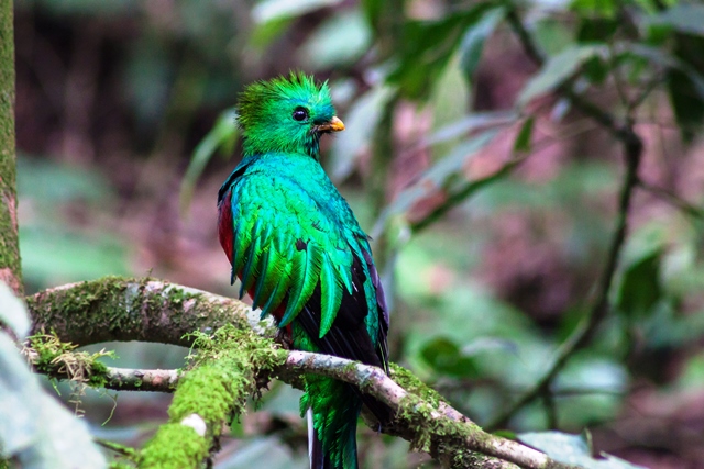 El quetzal captado en su hábitat natura en San Marcos. (Foto Prensa Libre: Aroldo Marroquín)