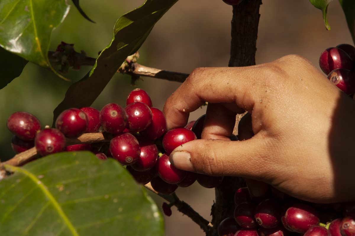 Anacafé y el Insivumeh firmaron un convenio de cooperación para incrementar la resiliencia al cambio climático en el cultivo del café. (Foto Prensa Libre: Cortesía Anacafé)