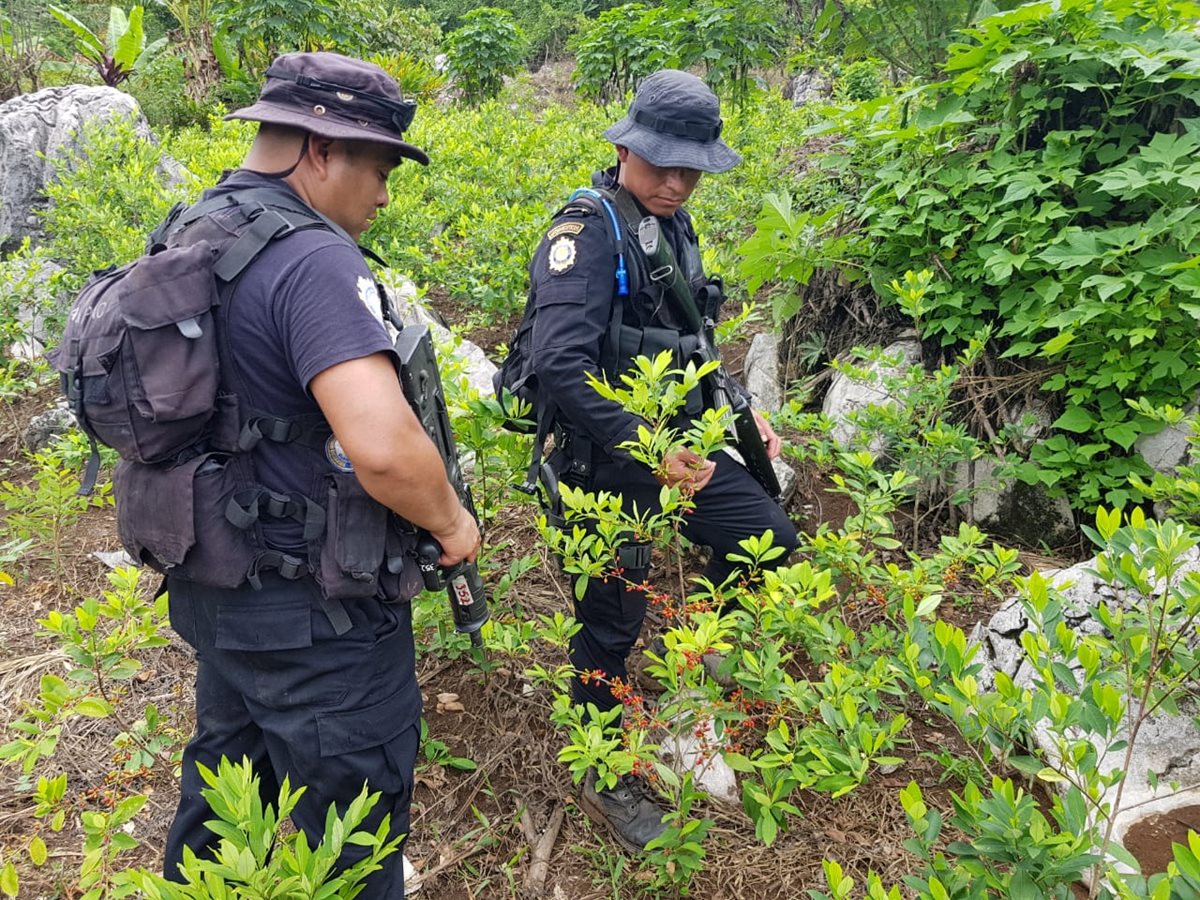 La Policía Nacional Civil trabajo por varias horas hasta encontrar la plantación de coca y laboratorio para procesarla. (Foto Prensa Libre: PNC)