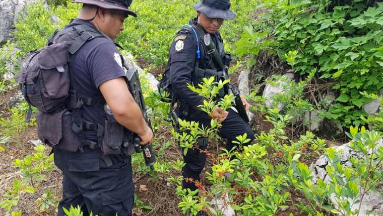 La Policía Nacional Civil trabajo por varias horas hasta encontrar la plantación de coca y laboratorio para procesarla. (Foto Prensa Libre: PNC)