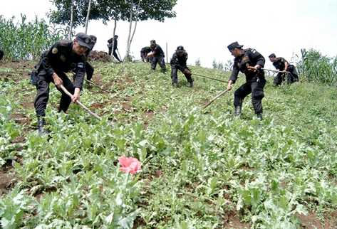 En el 2011 la PNC ha erradicado más de 700 mil millones de matas de amapola principalmente en el occidente del país (Foto Prensa Libre: Archivo)