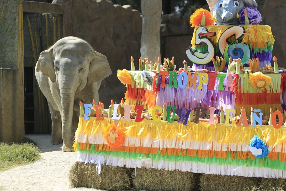 Celebran 56 años de elefanta Trompita en zoológico La Aurora