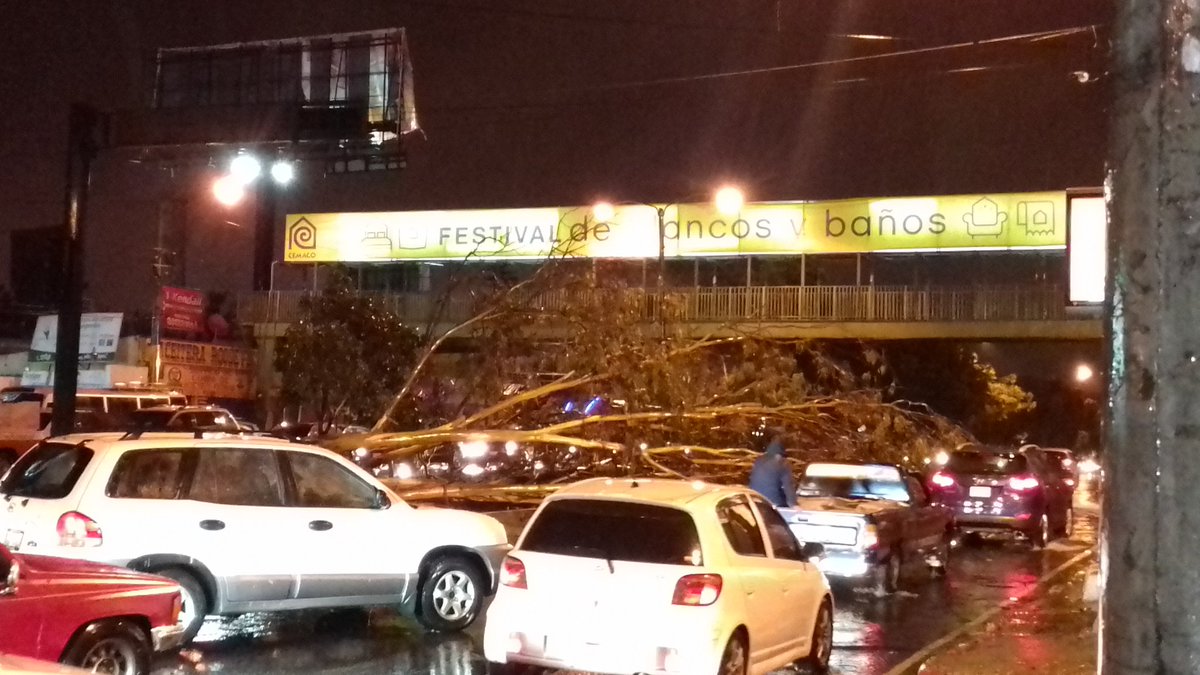 Un árbol cayó en la calzada Roosevelt y 12 avenida. (Foto Prensa Libre: @AuryMac).