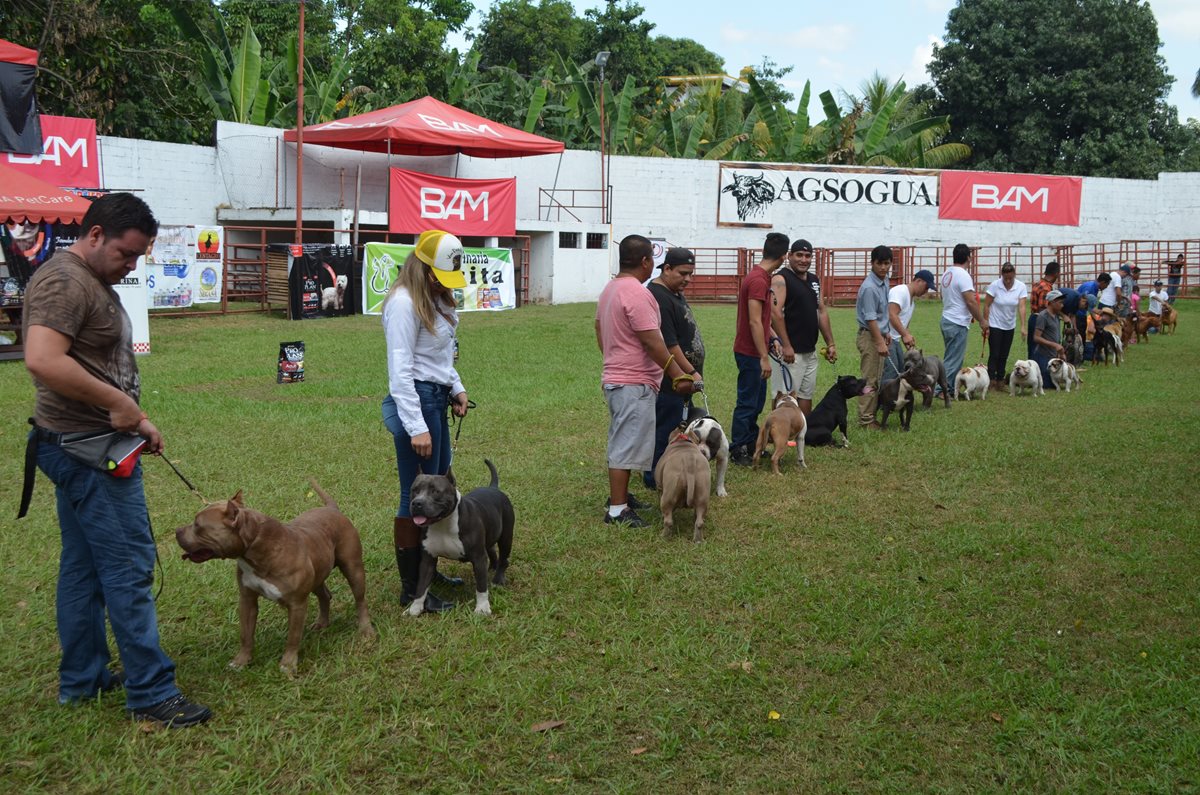 Participantes muestran a sus perros para que sean calificados por el jurado. (Foto Prensa Libre: Jorge Tizol)
