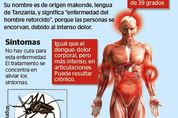 Infografía sintomas del virus chikungunya.<br _mce_bogus="1"/>