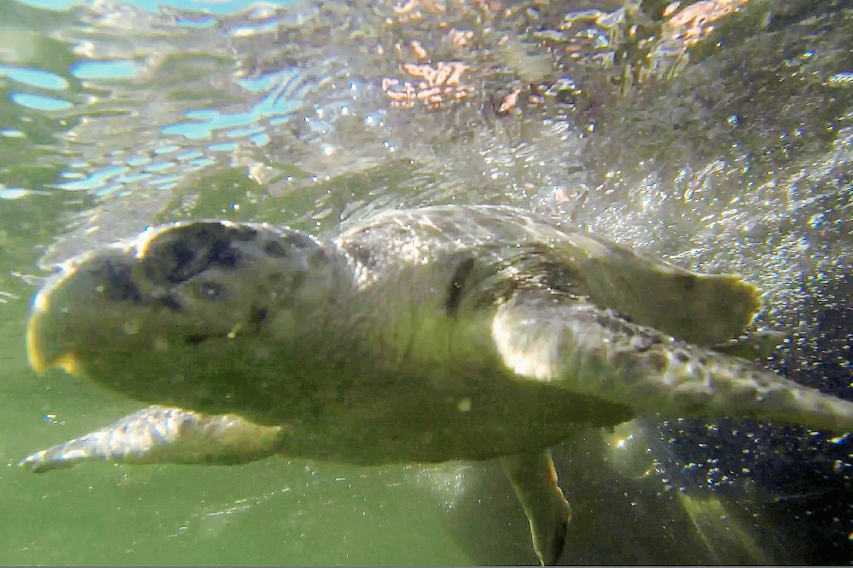 Después del derrame en el 2010, el número de nidos de las tortugas se redujo 40 %.(Foto Prensa LIbre:AP)