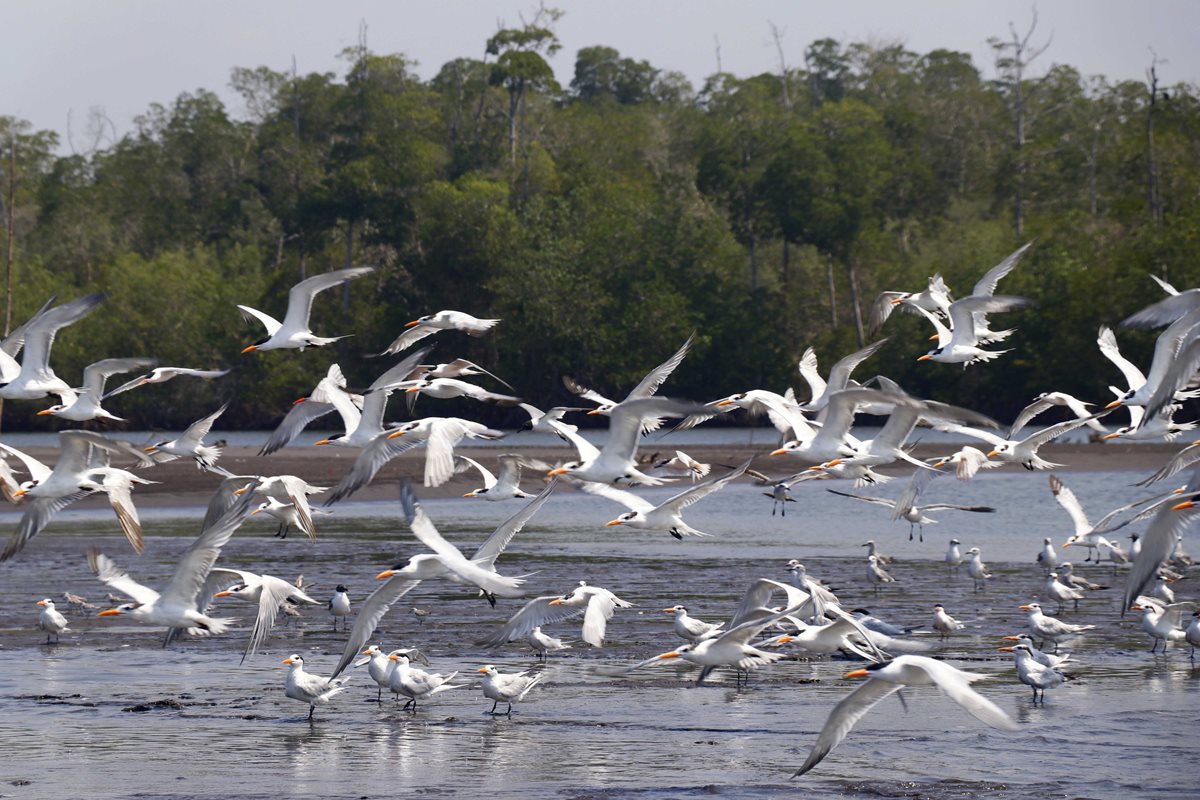 Aves acuáticas son un atractivo en el Manchón Guamuchal. (Foto Prensa Libre: Rolando Miranda)